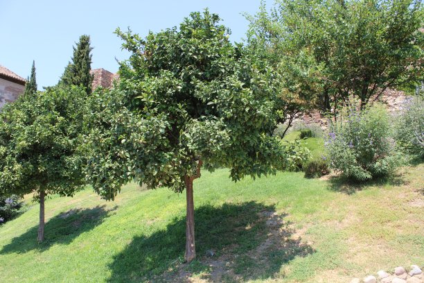 阿尔卡扎巴的花园图片下载