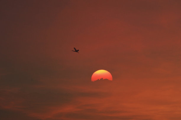 日落时分，海上鸟语花香，天空晴空万里，高云色橙黄色图片下载