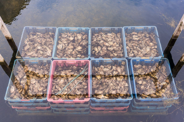 在秋天的白天，法国布列塔尼的水下牡蛎养殖场的高角度比赛图片下载