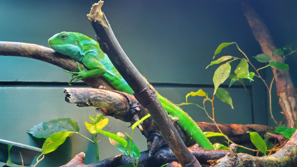 树上的绿色条纹蜥蜴图片下载