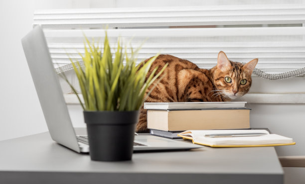 一只孟加拉猫坐在笔记本电脑旁边的桌子上。滑稽的猫在家庭办公室。经营理念。图片下载