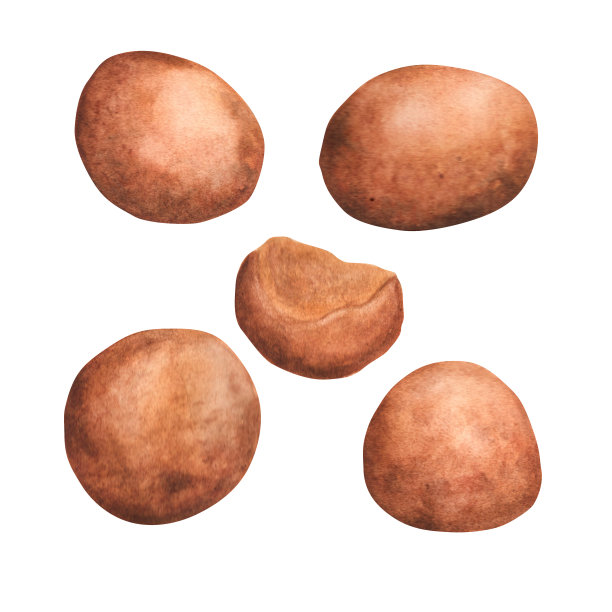 手绘水彩印度食物ladoo。传统的胡里节食物图片下载