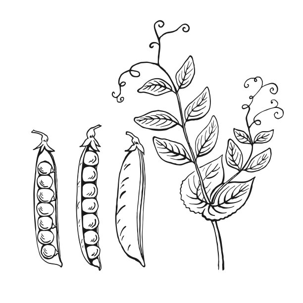 豌豆荚素描。集。手绘插图转换为矢量。有机食品插图孤立的白色背景。图片下载