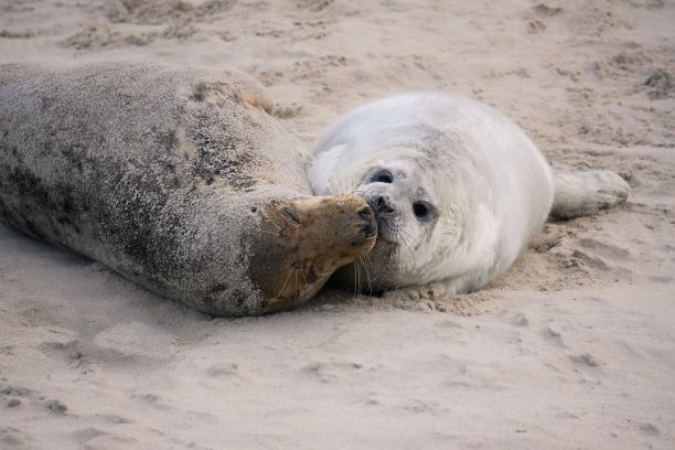 可爱的白色和棕色海豹躺在沙滩上拥抱亲吻图片下载