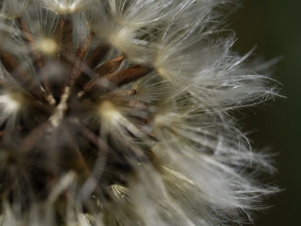 蒲公英绒毛特写图片下载