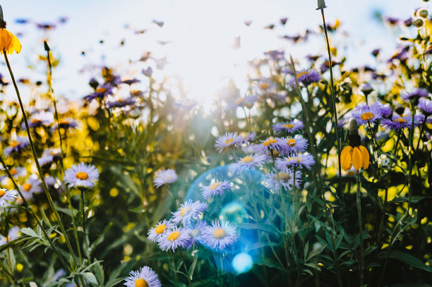 紫色的圆锥花生长在其他野花中，在一个令人惊叹的多彩自然的草地上图片下载