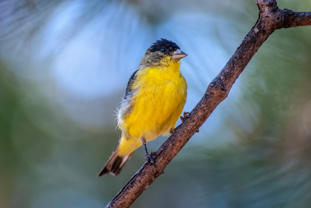 栖息在树枝上的小金翅雀图片下载