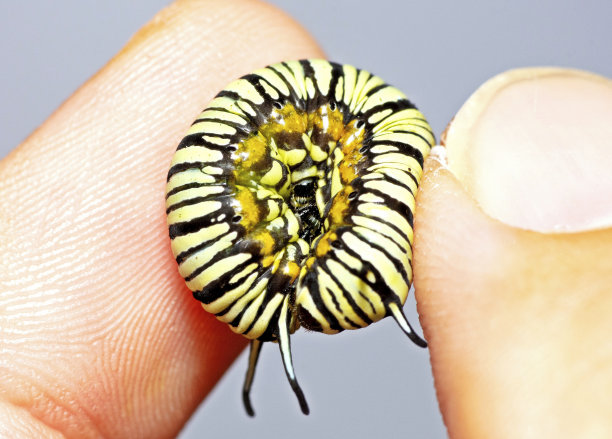 手指上有黑白条纹的毛毛虫。图片下载