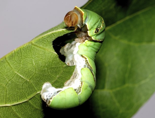 石灰蝴蝶毛虫攀爬和吃树叶的动物行为。图片下载