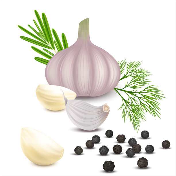 生蒜，蒜瓣，莳萝和迷迭香分离在白色背景上。照片逼真的大蒜去皮丁香。三维现实矢量插图。图片下载