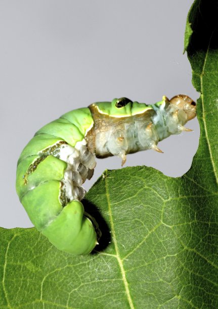 石灰蝴蝶毛虫攀爬和吃树叶的动物行为。图片下载