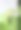 石灰蝴蝶毛虫攀爬和吃树叶的动物行为。图片下载