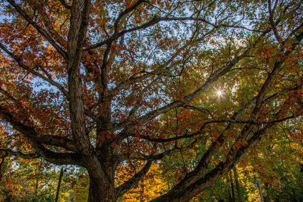 秋天的颜色图片下载
