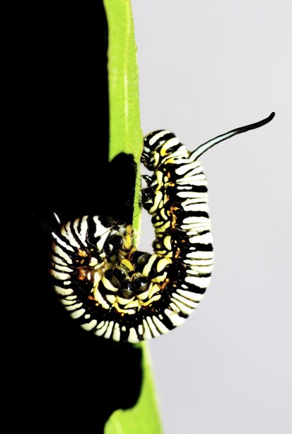 黑白条纹毛虫攀爬和吃树叶的动物行为。图片下载