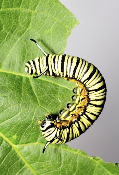 黑白条纹毛虫攀爬和吃树叶的动物行为。图片下载