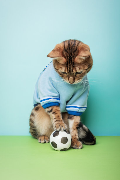 一只孟加拉猫坐在彩色背景上的足球旁边。图片下载