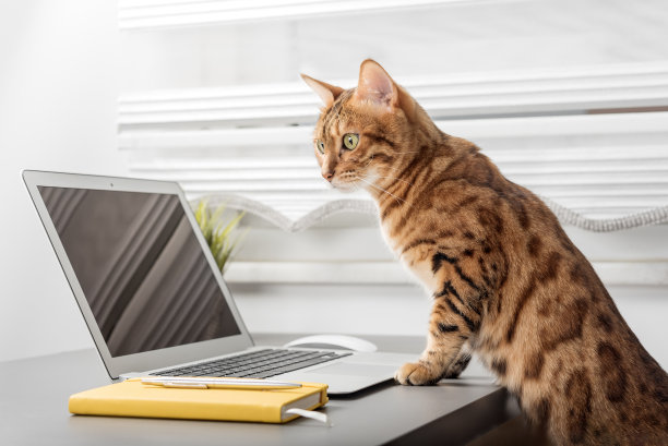 这只猫坐在桌面上，旁边是一台笔记本电脑和一个记事本，这是一个白色的家庭办公室图片下载