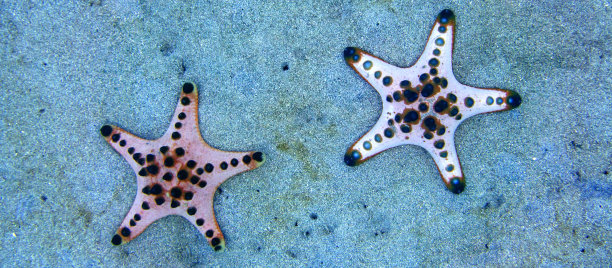 巧克力片海星，布纳肯国家海洋公园，印度尼西亚图片下载