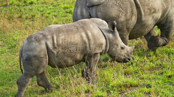 白犀牛，克鲁格国家公园，南非图片下载
