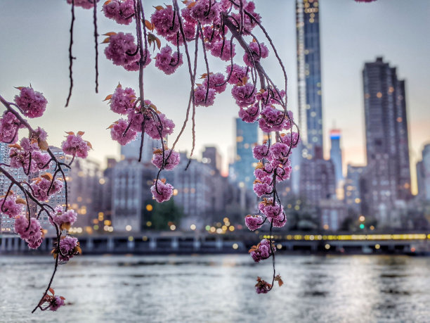 在现代海滨城市模糊的背景上，选择粉红色盛开的树枝图片下载