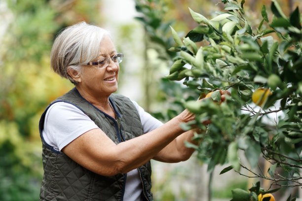在一个阳光明媚的夏日午后，一名老年妇女在自家花园的院子里摘橘子，积极健康的退休理念图片下载