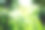 绿鸢尾花野叶花田盛开。
小绣球，草地，花园。
明亮的虹膜花在春天的风景背景。用文本hello spring。抽象的背景。侧视图图片下载