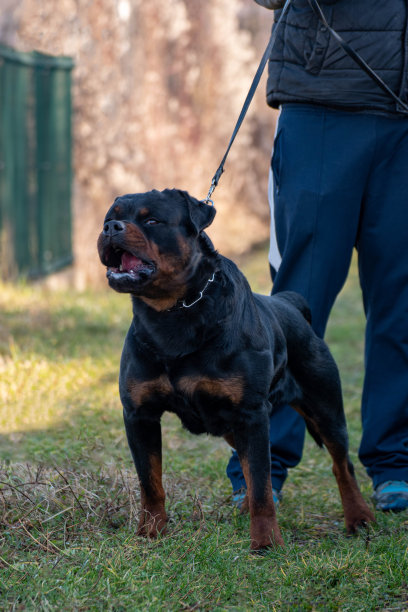 罗特韦尔犬，愤怒的狗，疯狗图片下载
