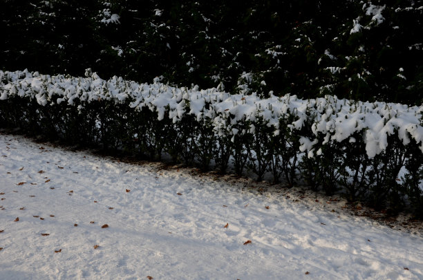 穿过城堡的通道沿着两侧的自然公园人行道蜿蜒，由角梁拱起。冬季的法式历史花园，雾蒙蒙的冬日，巴洛克式的法式正式花园图片下载