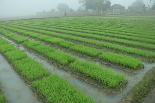 稻田里的水稻幼苗，新鲜的绿色背景上有湿滴，水稻幼苗和露水，图片下载