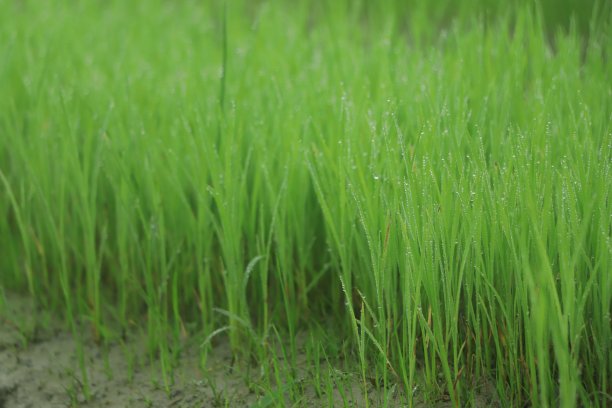 水稻苗床在冬季图片下载