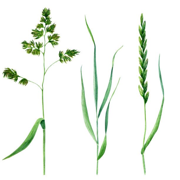 草甸设置水彩插图孤立在白色背景图片下载