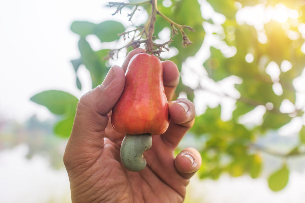 手在树上收获腰果(Anacardium occidentale)图片下载