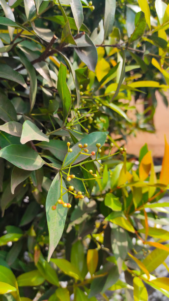 路边的树木照片图片下载