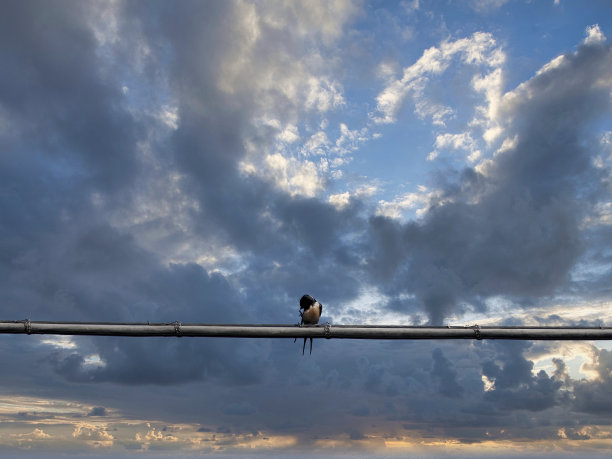 花园里的燕子图片下载