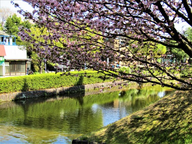 日本。4月。樱花盛开的护城河。图片下载