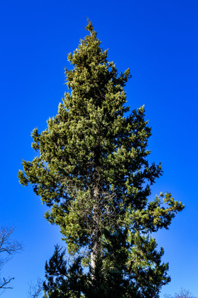 一棵日本杜松在蓝天背景下笔直地生长。图片下载