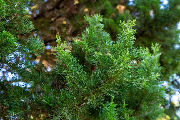 森林里美丽的日本柏树叶子。图片下载