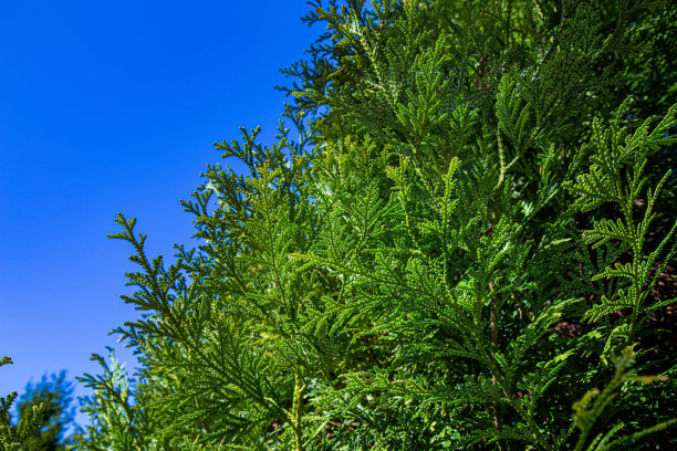 森林里美丽的日本柏树叶子。图片下载