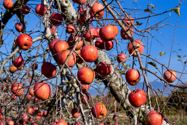 来自日本果园即将收获的美味富士苹果。图片下载