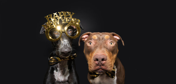 横幅除夕夜。两只有趣的狗狗戴着眼镜和领结庆祝节日。孤立在黑色背景上图片下载