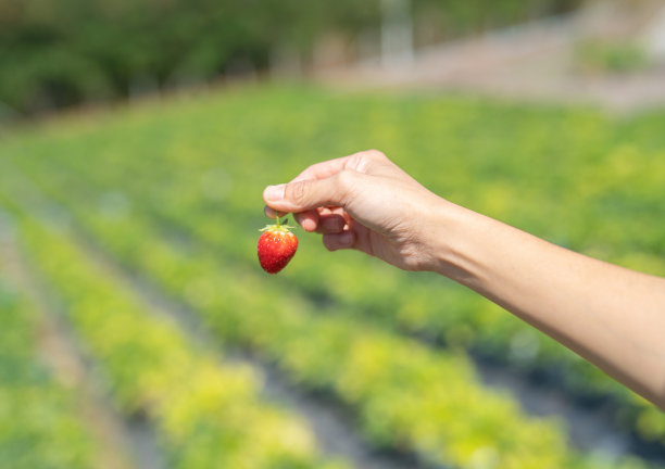 采摘新鲜的草莓。生有机健康食品。在农场购物。烹饪和食用产品。维生素。培养图片下载