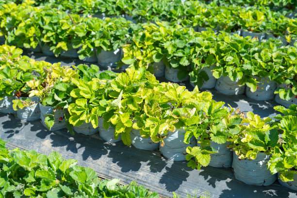 绿茶或草莓农场，亚洲的农业植物田。农村地区。农场图案纹理。自然景观背景。泰国清迈。图片下载