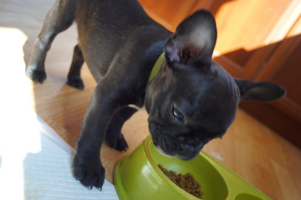 法国斗牛犬小狗吃狗颗粒从一个绿色的碗库存照片图片下载