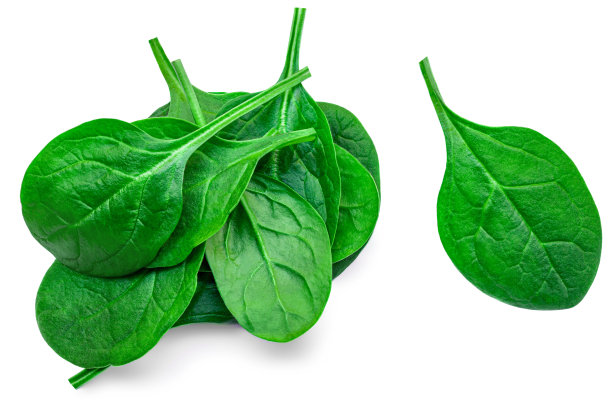 白色背景上一堆新鲜的绿色小菠菜叶子。埃斯皮纳奇特写。平的。食品的概念。图片下载