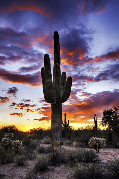 红天仙人掌图片下载