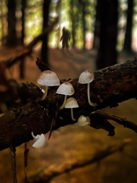 大脚错觉图片下载