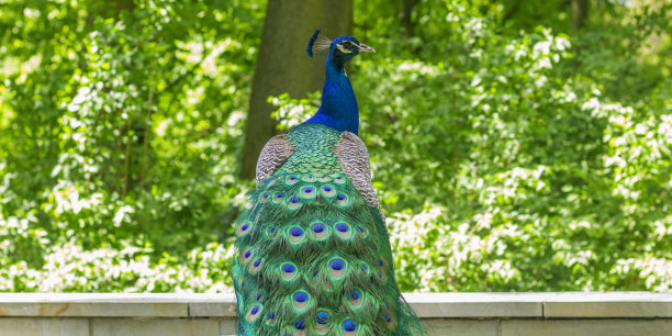 在绿色背景上，长着羽毛尾巴的雄性孔雀向后看。有选择性的重点。图片下载