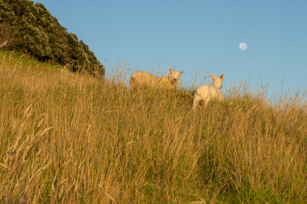山坡上长着金色的草图片下载
