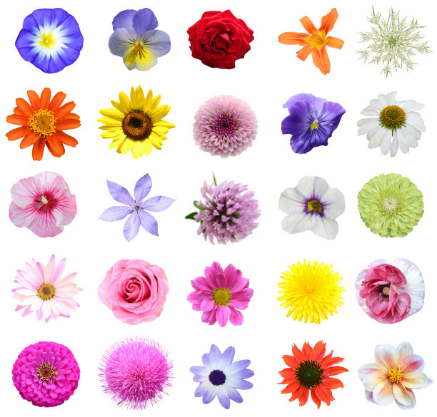 夏花头图片下载