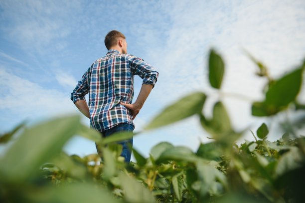 农学家正在检查农田里生长的大豆作物。农业生产理念。夏季，年轻的农学家在田间检查大豆作物。农民在大豆地里。图片下载